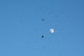 Silhouette of spider sitting in web full of flies on blue sky with moon Royalty Free Stock Photo