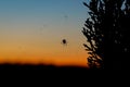 Silhouette of a spider on a web in front of a vibrant sunset Royalty Free Stock Photo