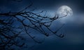 The silhouette of a spooky bare branch halloween tree against a winter blue night sky