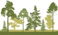 Silhouette of spring forest. Beautiful fir trees, pine, coniferous trees. Vector illustration Royalty Free Stock Photo