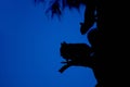 Silhouette squirrel, blue sky background
