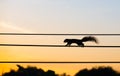 Silhouette squirrel walking on the electric wire