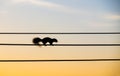 Silhouette squirrel walking on the electric wire Royalty Free Stock Photo