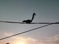 silhouette squirrel walking on the electric wire in the morning animal