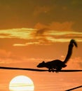 Silhouette Squirrel walking on a rope or wire with sun rising sunrise in the background