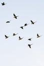 Silhouette of Sri Lankan green parrots flying together Royalty Free Stock Photo