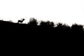 Silhouette of a stag bawling in backlight in the Monfrague National Park Royalty Free Stock Photo