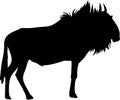 Silhouette of a standing blue wildebeest antelope
