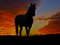 silhouette of a standing horse on a background of orange clouds in the evening