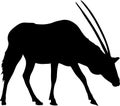 Silhouette of a standing oryx gazelle Royalty Free Stock Photo