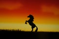 Silhouette of standing prancing horse miniature at grass field on sunset sky background Royalty Free Stock Photo