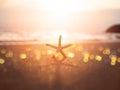 Silhouette starfish on sand at sunset beach Royalty Free Stock Photo