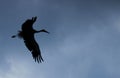 Silhouette of a stork flying in the blue sky with wings spread