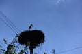 Silhouette of stork in a nest on blue sky background. Juvenile bird in nest. Ciconia ciconia, Symbol of fertility