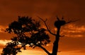 Silhouette stork on an old oak Royalty Free Stock Photo