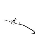 Silhouette of Stork Standing on One Leg on Dry Tree Branch.