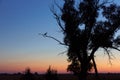 Stork Stands on One Leg on Dry Tree Branch and sunset on background Royalty Free Stock Photo