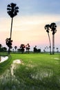 Silhouette of sugar palm tree on rice field Royalty Free Stock Photo