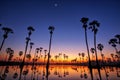 Silhouette Sugar Palm Tree on the rice field Royalty Free Stock Photo