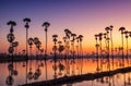 Silhouette Sugar Palm Tree on the rice field Royalty Free Stock Photo