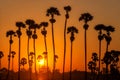 Silhouette Sugar Palm Tree on the rice field Royalty Free Stock Photo