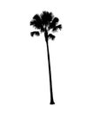 Silhouette of Sugar palm tree on white background