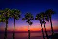 Silhouette sugar palm trees on beach at twilight. Royalty Free Stock Photo