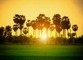 Silhouette sugar palm trees on rice field at sunset. Royalty Free Stock Photo