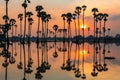 Silhouette sugar palm trees with skyline reflection at sunrise Royalty Free Stock Photo