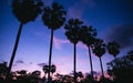Silhouette sugar palm trees with twilight sky