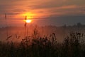 Silhouette summer grass