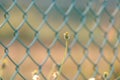 Wild grass flower blossom in a field with blurred green metal fence Royalty Free Stock Photo