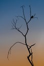 Silhouette sunset blackbird singing in tree blue sky and orange setting sun