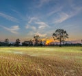 Silhouette of the sunset with the farmer practices, an ancient method, the plantation, green paddy rice field with