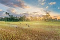 Silhouette the sunset with the farmer practices, ancient method plantation, green paddy rice field, beautiful sky cloud Royalty Free Stock Photo