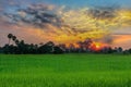 Silhouette of the sunset with the green paddy rice field, the beautiful sky and cloud in the Royalty Free Stock Photo