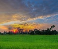 silhouette of the sunset with the green paddy rice field, the beautiful sky and cloud in the evening in Thailand Royalty Free Stock Photo