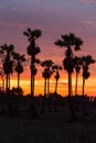 Silhouette sunset sugar palm tree