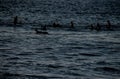 Silhouette Surfer at Sunset