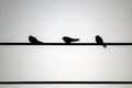 Silhouette of 3 swallows on a wire Royalty Free Stock Photo
