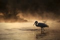 Silhouette of a Swan
