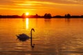 Silhouette of a Swan during beautiful sunset in lake Zoetermeerse plas