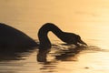 Silhouette swan drinking water that gold color