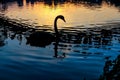 Silhouette of a swan and its reflection in the sunset
