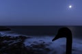 Silhouette of a swan with moon over the ocean - Los Cocoteros, Lanzarote Royalty Free Stock Photo