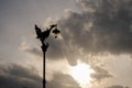 Silhouette Swan in the sky at Ko Kret