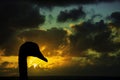 Silhouette of a swan with sunrise over the ocean before storm in background Royalty Free Stock Photo