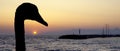 Silhouette of a swan with sunset over Adriatic Sea in Gouves, Crete Royalty Free Stock Photo