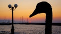 Silhouette of a swan with sunset over Adriatic Sea in Gouves, Crete Royalty Free Stock Photo