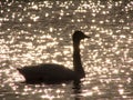 Silhouette of swan in the sunset shining lake